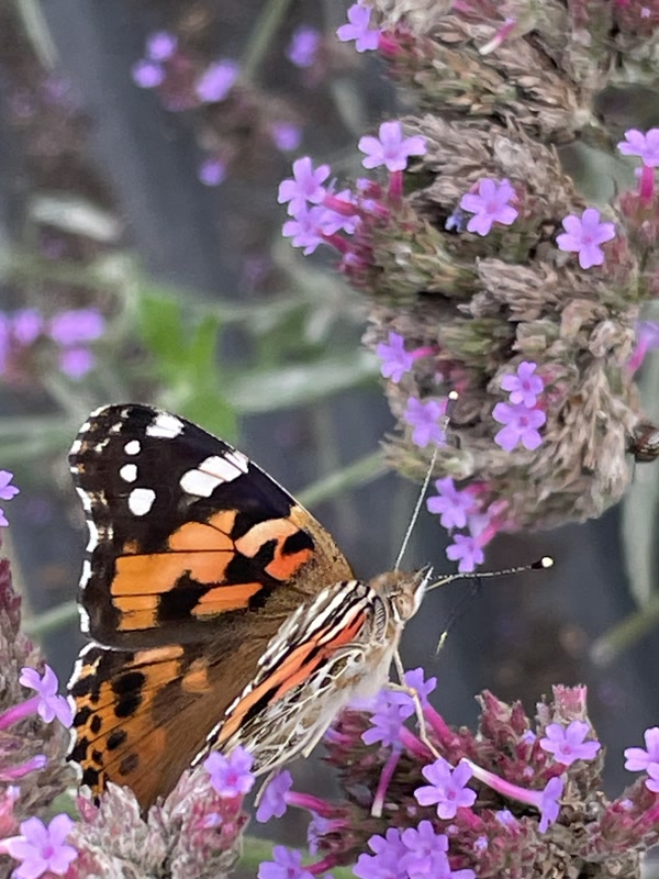 Img 7704 Butterfly